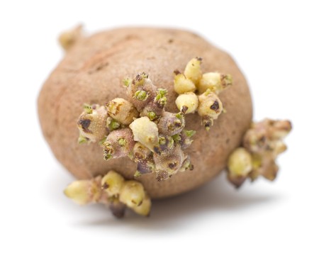 a germinating potato against white background, macroの写真素材