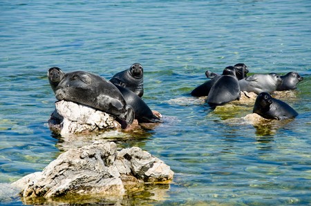 The Baikal seal (nerpa), is a species endemic (unique) to Baikal, the worlds deepest lake.の写真素材