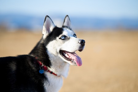 a Siberian Husky dog, black and white の写真素材
