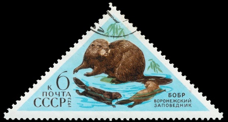 USSR - CIRCA 1973: A triangular stamp depicts a beaver and is devoted to the Voronezh's reserve, circa 1973のeditorial素材