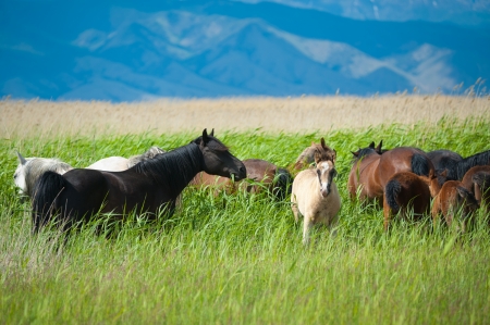 group of horses grazing at green pastureの写真素材