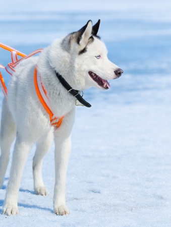 a white Siberian husky dog with black ears in a harnessの写真素材