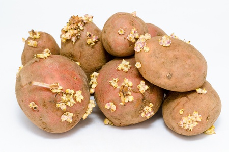 some germinating potatoes with many sproutsの写真素材