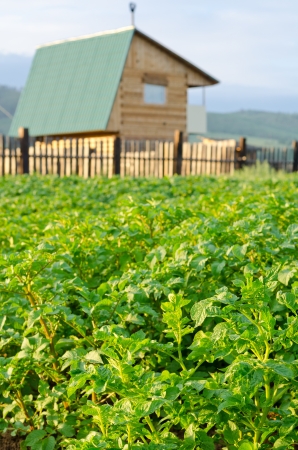 green potato plants at countryside fieldのeditorial素材
