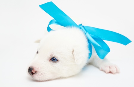 a small white husky puppy with a blue ribbonの写真素材