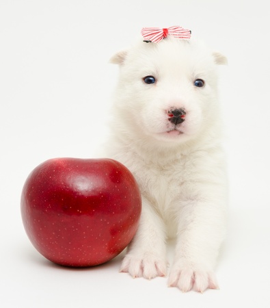 little white husky puppy with red appleの写真素材