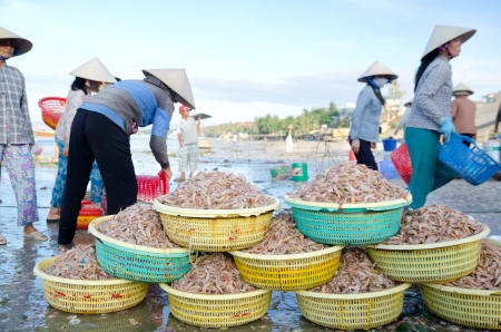 MUI NE, VIETNAM - FEBR 27  Mui Ne is a popular tourist attraction in Vietnam  A lot of fishers sort out their catch on the shore and sell fish to dealers, Feb 27, 2013, Mui Ne, Phan Thiet, Vietnam のeditorial素材