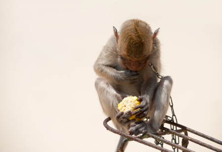 small monkey sittting at bicycle and eating boiled cornの写真素材