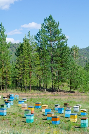 apiary  bee garden  in Siberian forest, on summer sunny dayの写真素材
