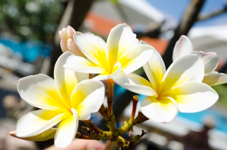 blooming flowers of frangipani  Plumeria , closeup shotの写真素材