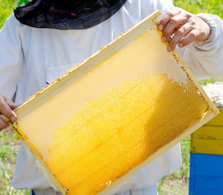 beekeeper holds frame with honeycombs full with honeyの写真素材