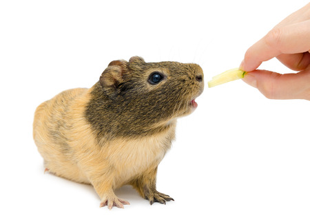 cavy  Cavia porcellus  eating cucumber, Guinea pig, over whiteの写真素材