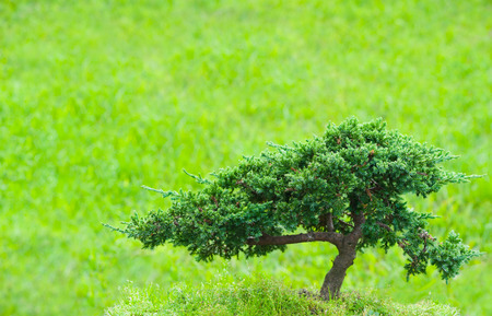 lonely bonsai tree, over green bokeh backgroundの写真素材