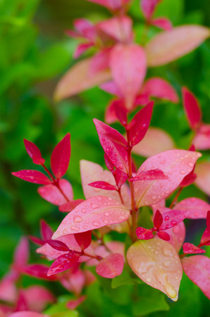 red plant - red leaves with water dropsの写真素材
