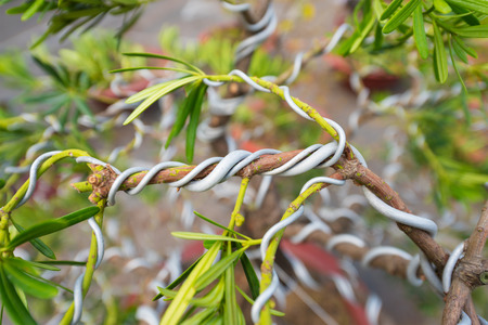 bonsai tree making - branch is crooked with wire