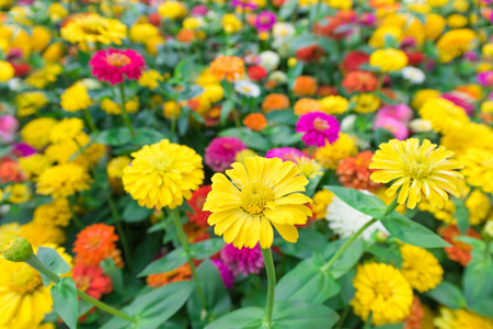 many various yellow, orange, pink and white flowers (selective focus)の写真素材