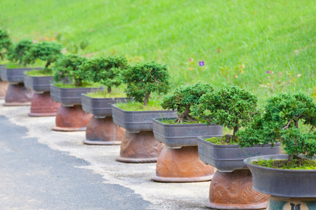 garden of bonsai trees in supported vasesの写真素材