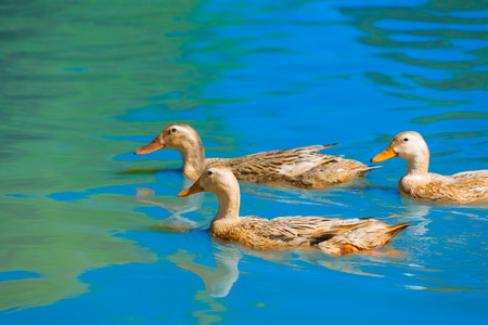 three ducks move on water on sunny dayの写真素材