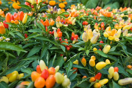 a lot of growing hot pepper plantsの写真素材