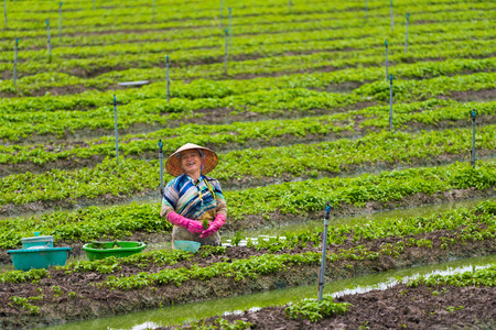 CAN THO, VIETNAM - MAY 18, 2016: A vietnamese woman plants out young mint standing in water. Can Tho is a city directly under the Central authorities, located in the centre of the Mekong Delta.のeditorial素材