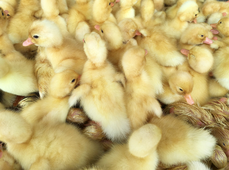 many yellow duckings at poultry farmの写真素材