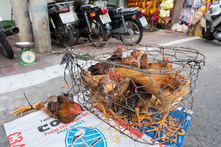 VUNG TAU, VIETNAM - FEBRUARY 3, 2016: Hens in a cage wait to be sold as fresh meat in the street. A seller will kill, pluck a chicken and cut it into pieces.のeditorial素材