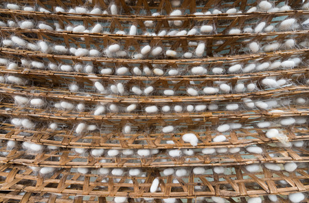 many silkworm cocoons on bamboo racksの写真素材