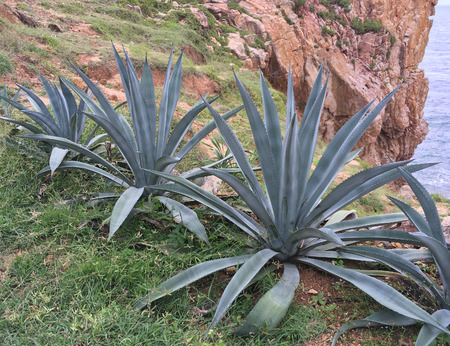 wild aloe plants growing at the seashoreの写真素材
