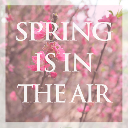 blossoming pink peach branch - spring is in the airの写真素材