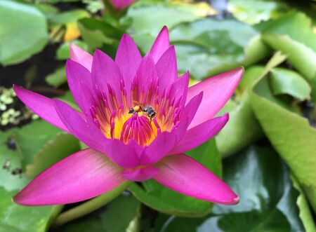a bee collects nectar and pollen in a lotus flowerの写真素材