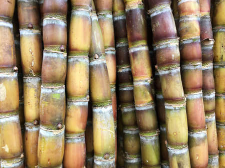 bundles of sugar cane stalks tied together, for sale