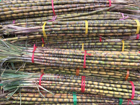 bundles of sugar cane stalks tied togetherの写真素材