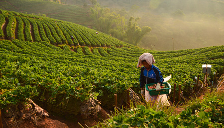 Strawberry picker at Doi Ankhang , Thailand - 16 January 2013のeditorial素材