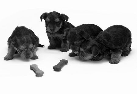 Three puppies of scottish terrier and a bone on a white backgroundの写真素材