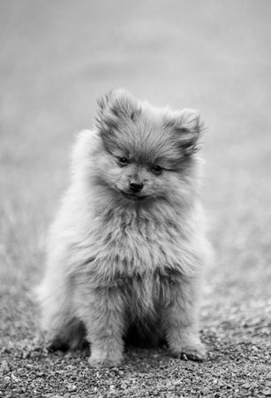 Pomeranian Spitz puppy standing on the ground. Black and white photo.