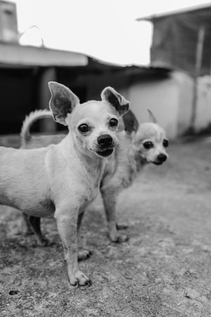 Two cute chihuahua dogs. Black and white photo.の写真素材