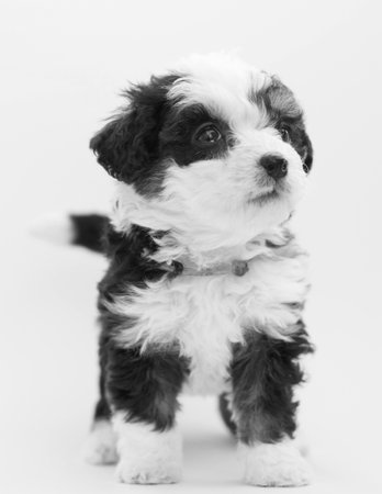black and white photo of a cute black and white havanese puppy