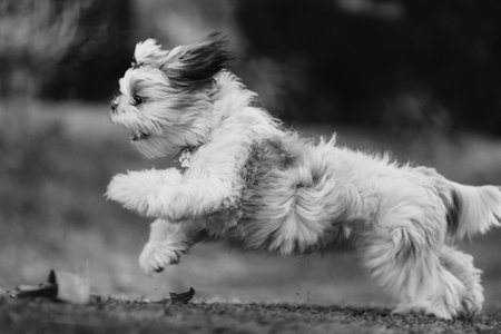 Shih tzu puppy running on the grass in black and whiteの写真素材