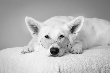 Cute white dog in sunglasses lying on the bed. Black and white photo.