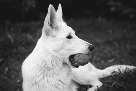 White swiss shepherd dog in black and white, close-upの写真素材