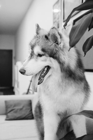 Alaskan Malamute sitting in the living room. Black and white.の写真素材