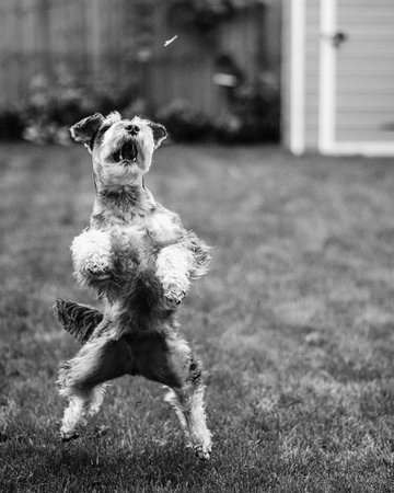 Miniature Schnauzer playing in the backyard. Black and white.の写真素材