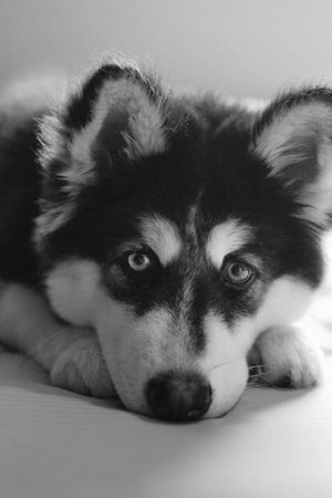 Cute siberian husky puppy on the bed. Black and white photo.