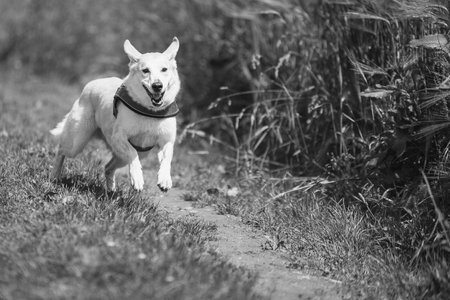 White dog running on a path in the park in black and white