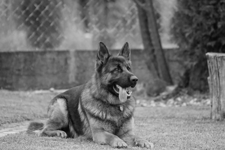 German shepherd lying on the grass in the garden. Black and white photo.