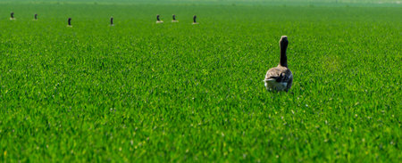 Goose on greene wide lawn in the summer overviewing a swarm of geese at the horizonの写真素材