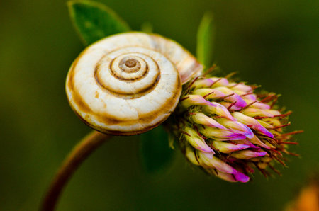 close-up view of a snail shell on a flowerの写真素材