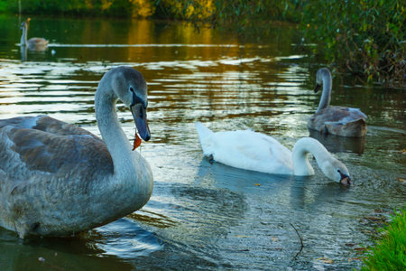 Group of young swans on the green edge of a lakesideの写真素材