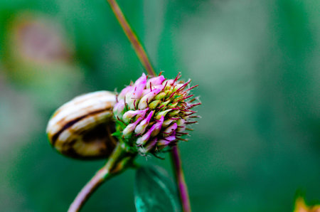 Close-up view of a snail shell on a flowerの写真素材