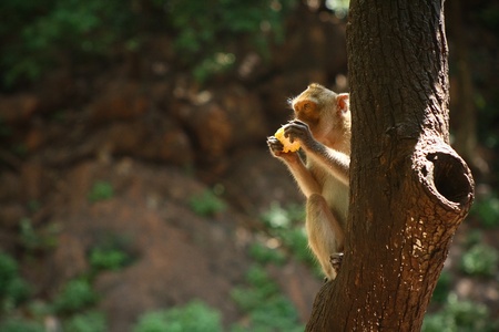 monkeyの写真素材